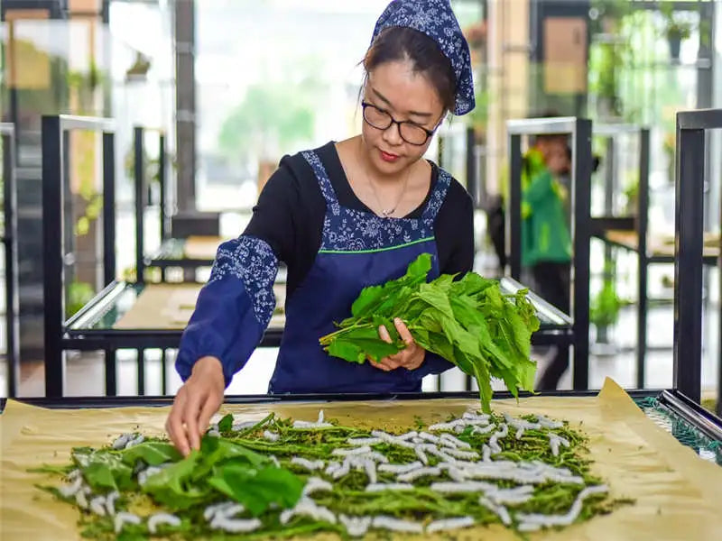thxsilk silkworm rearing craft